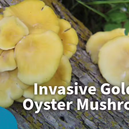 invasive golden oyster mushroom