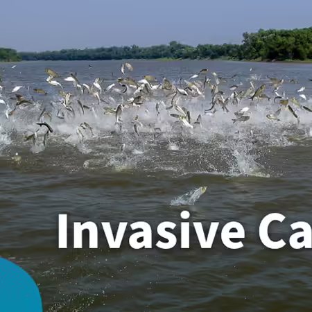 invasive carp