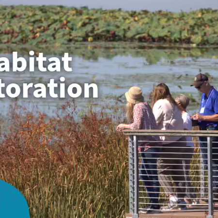 habitat restoration