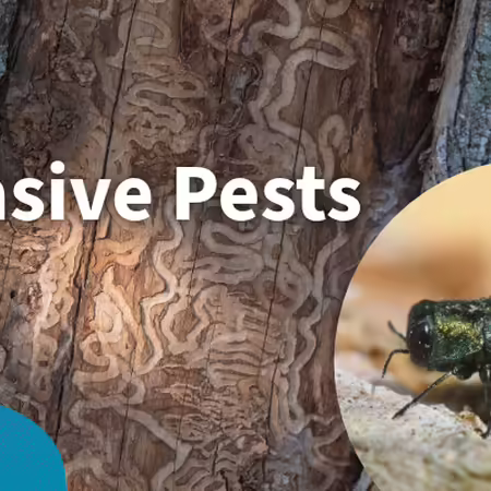 invasive pests