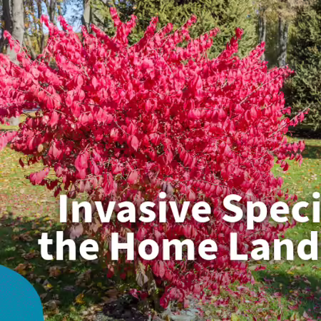 invasive species in the home landscape
