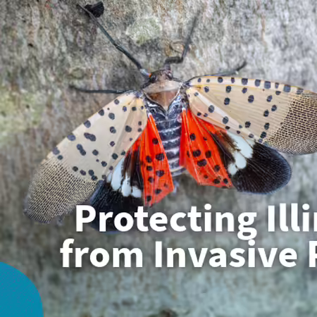 protecting illinois from invasive pests