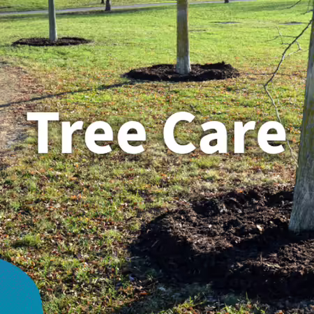 Tree care