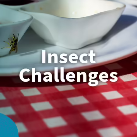 insect challenges