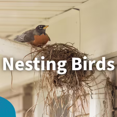 Nesting birds