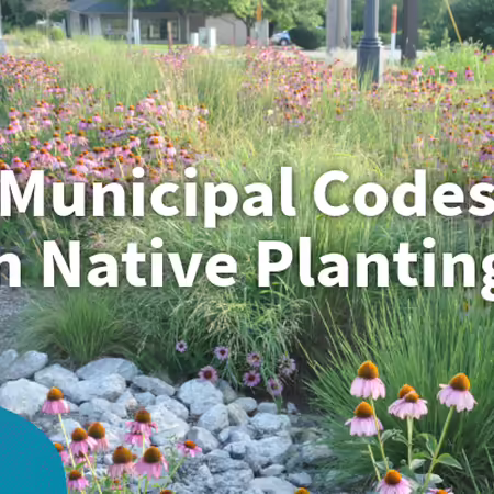 municipal codes on native plantings
