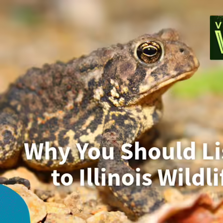 why you should listen to illinois wildlife