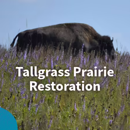 tallgrass prairie restoration bison on prairie