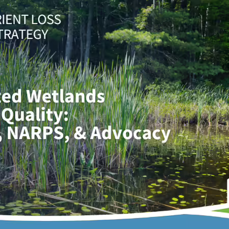 Wetland at the edge of a wooded area