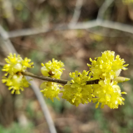 Blooms on a spicebush