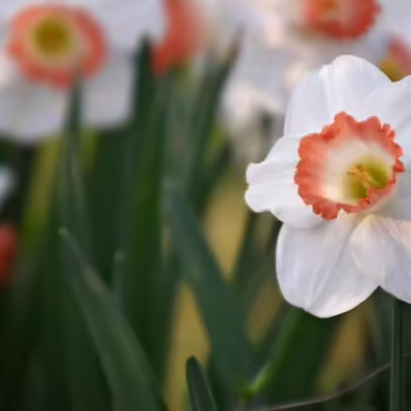 daffodils