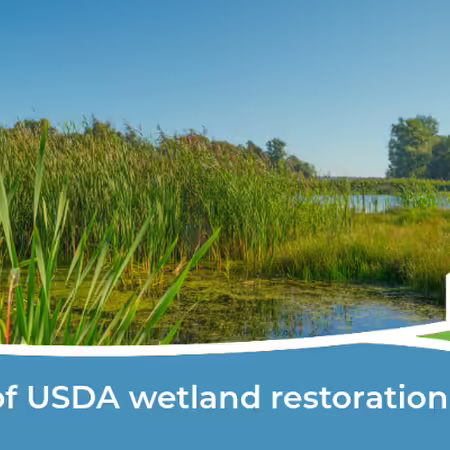 Agricultural wetland