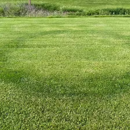 a ring of lush, dark green turfgrass surrounded by lighter green turfgrass