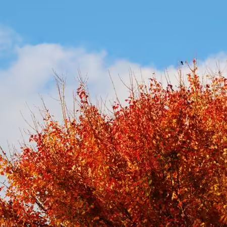 fall follage against a pretty blue sky with white clouds