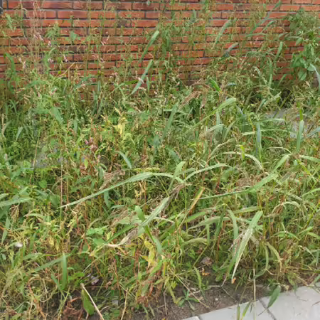Weeds growing up between a sidewalk and a brick house
