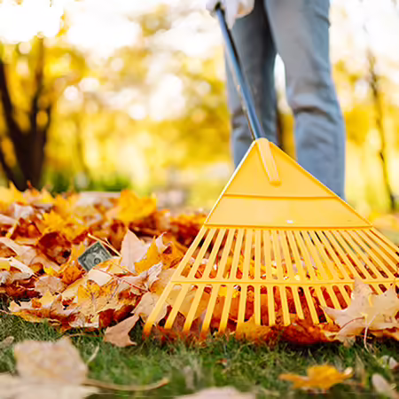 Yellow rake gathering leaves