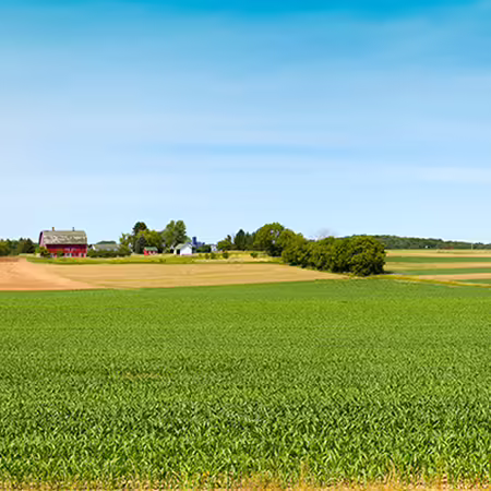 A field with a barn and blue skies in the background.