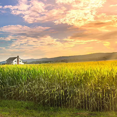 A field of corn with a house and hills in the background. 