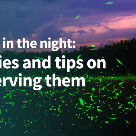 Sparks in the night: Fireflies and tips on conserving them. Fireflies flashing at dusk in a field