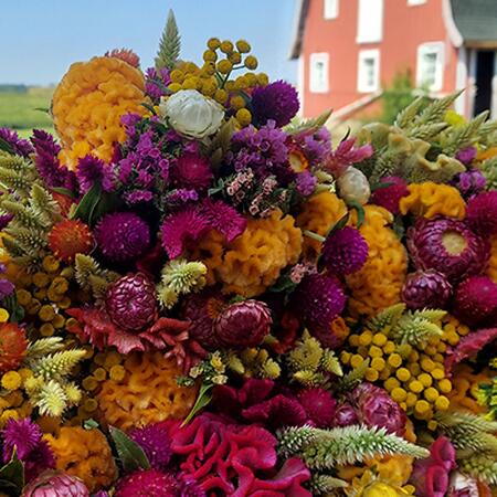 colorful flowers with barn in background