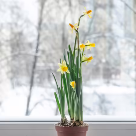daffodils in a pot sitting on a windowsill with a snowy landscape behind