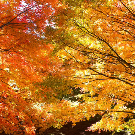 Fall Foliage leaves
