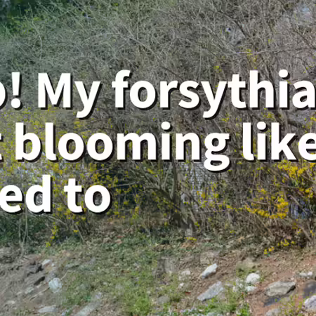Help! My forsythia isn't blooming like it used to. Forsythia shrubs with few blooms.
