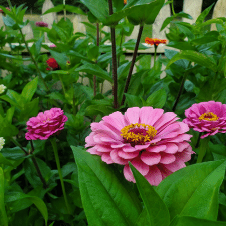 Zinnias are spectacular annuals that produce abundant blooms throughout the season.  