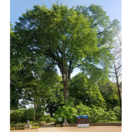 A mature American elm at Morton Arboretum in Lisle, IL
