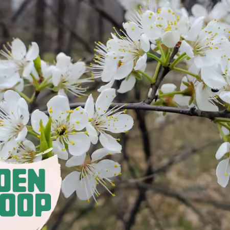 Cherry blossom with white blooms
