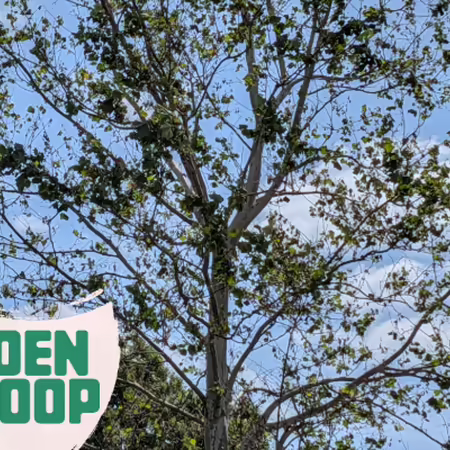 Sycamore tree infected with Anthracnose with Garden Scoop logo