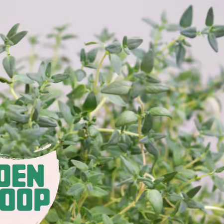 Potted thyme with Garden Scoop logo