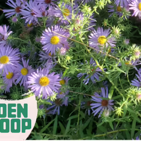 Garden Scoop logo with purple asters