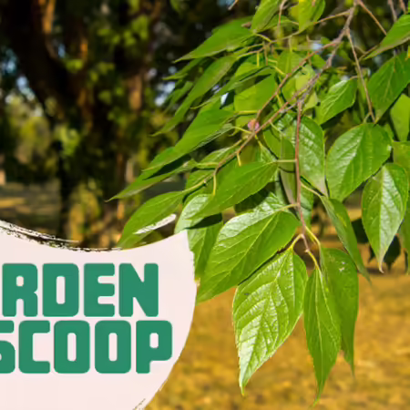 Garden Scoop logo with hackberry leaves
