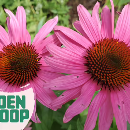 purple coneflowers up close