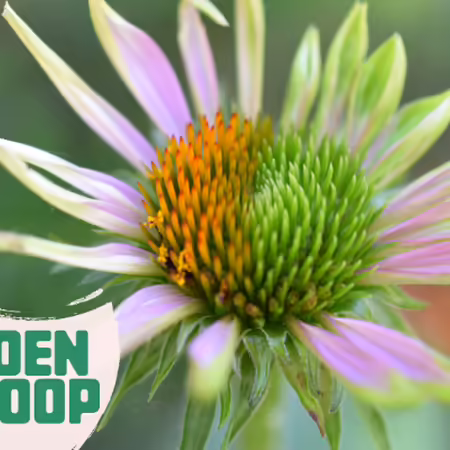 This purple coneflower is infected with aster yellows, which produces odd and deformed flowers that can actually be interestingly attractive at times.