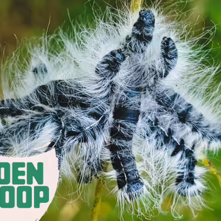 Walnut Caterpillars