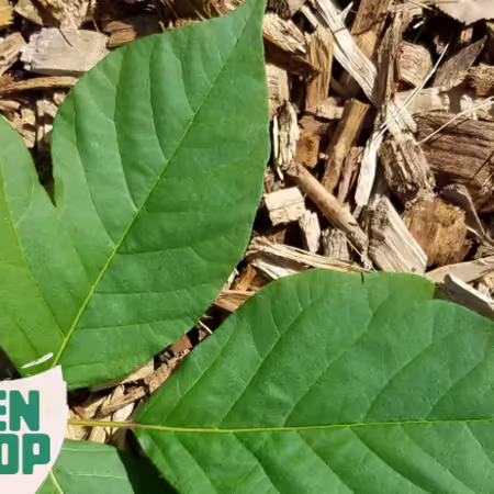 poison ivy leaves