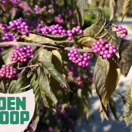 Garden Scoop logo with Beautyberry