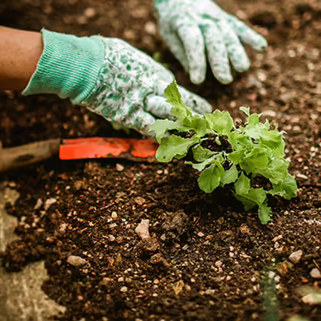 A person digging into soil in a raised flower bed