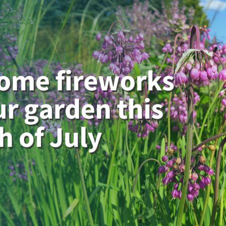 Add some fireworks to your garden this Fourth of July. Pink flowers of nodding onion. 