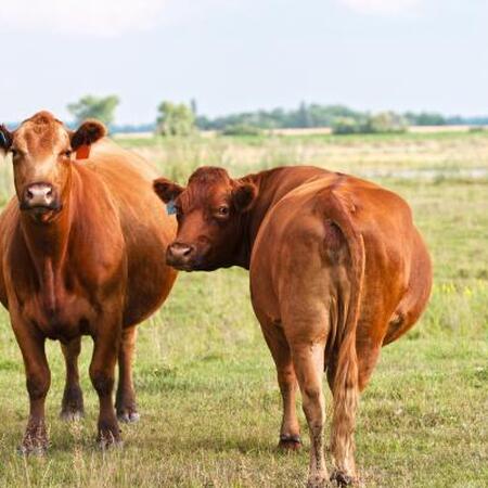 two pregnant red angus cows in a field