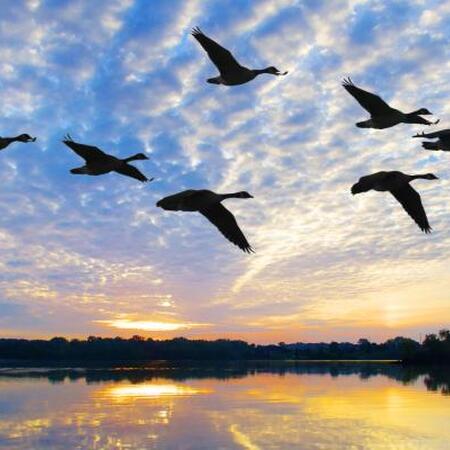 flying geese over lake silhouetted against sunrise 