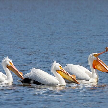 three white pelicans on a lake