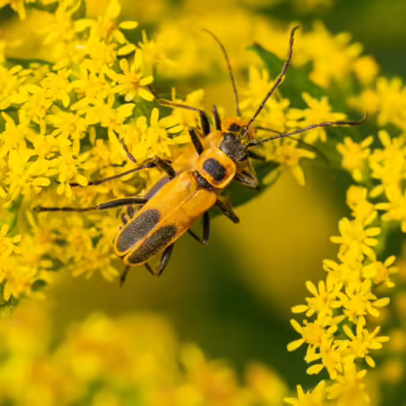 Goldenrod soldier beetles on goldenrod blossoms
