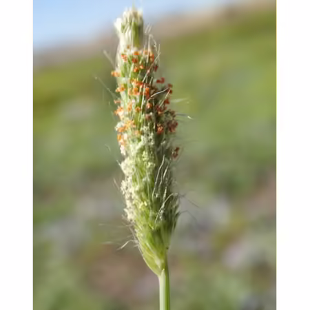 seed head of a grass