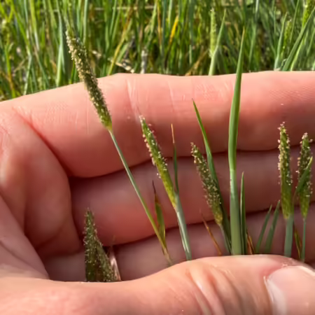 hand holding small grass