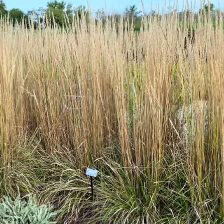 Clumps of feather reed grass in a garden