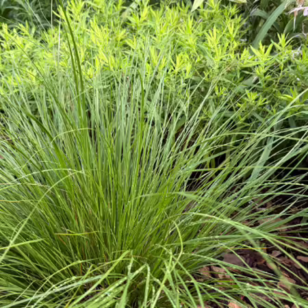 grass in a pollinator garden
