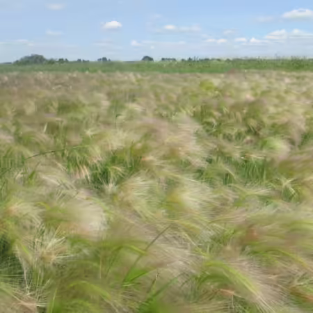 field of squirreltail barley